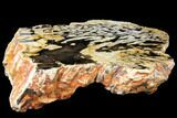 Fossilized Peanut Wood Section - Australia #132969-2